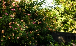 【玩家返图】花音