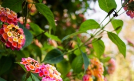 【玩家返图】花音