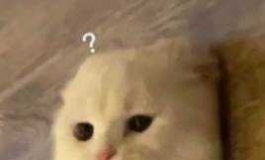 谁家的下体做的最逼真？