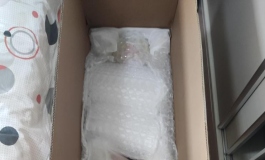 145e小樱桃昨天来了，给大家康康