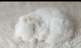 小奶猫，给我变！……hetui~LSP吃我一jio