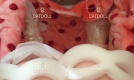 catdoll记录一下买娃送头的活动