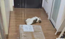 对爱丽丝真的顶不住了